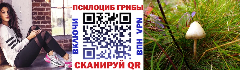 цена   Щучье  KRAKEN ONION  Галлюциногенные грибы Psilocybine cubensis 